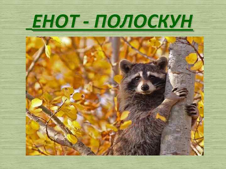 ЕНОТ - ПОЛОСКУН 