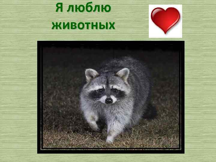 Я люблю животных 