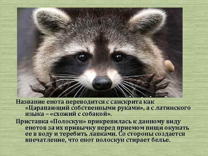 Название енота переводится с санскрита как «Царапающий собственными руками» , а с латинского языка