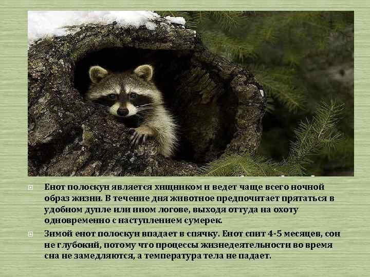 Енот полоскун является хищником и ведет чаще всего ночной образ жизни. В течение