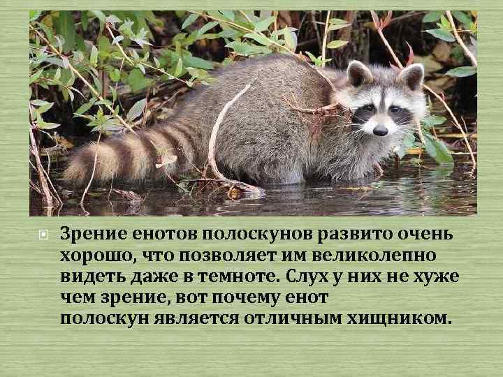  Зрение енотов полоскунов развито очень хорошо, что позволяет им великолепно видеть даже в