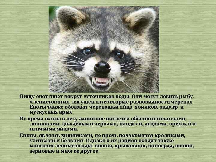 Пищу енот ищет вокруг источников воды. Они могут ловить рыбу, членистоногих, лягушек и некоторые