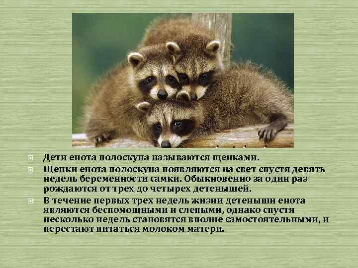  Дети енота полоскуна называются щенками. Щенки енота полоскуна появляются на свет спустя девять