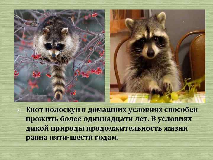  Енот полоскун в домашних условиях способен прожить более одиннадцати лет. В условиях дикой