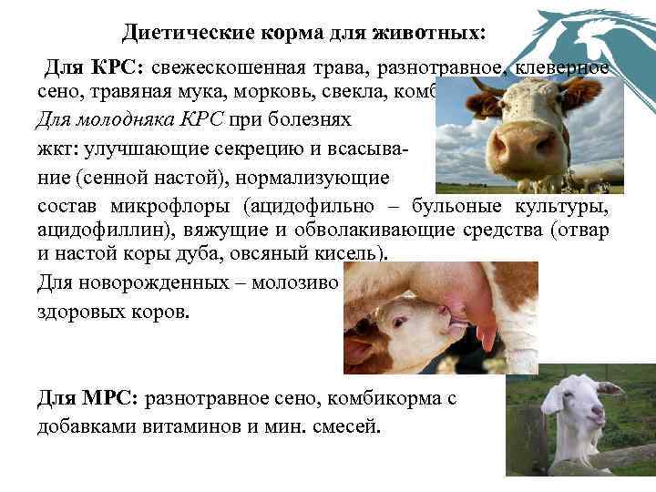 Диетические корма для животных: Для КРС: свежескошенная трава, разнотравное, клеверное сено, травяная мука, морковь,