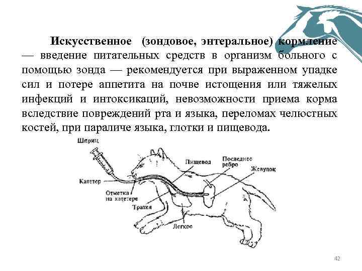 Искусственное (зондовое, энтеральное) кормление — введение питательных средств в организм больного с помощью зонда