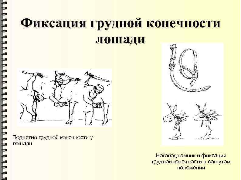 Фиксация грудной конечности лошади Поднятие грудной конечности у лошади Ногоподъемник и фиксация грудной конечности