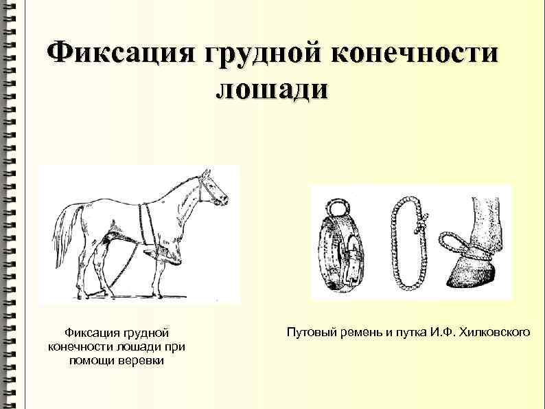 Фиксация грудной конечности лошади при помощи веревки Путовый ремень и путка И. Ф. Хилковского