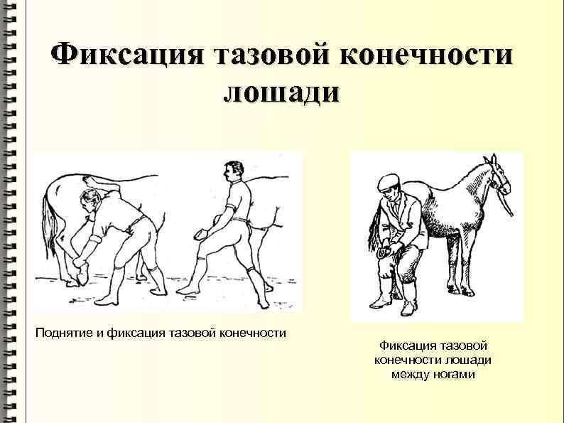 Фиксация тазовой конечности лошади Поднятие и фиксация тазовой конечности Фиксация тазовой конечности лошади между