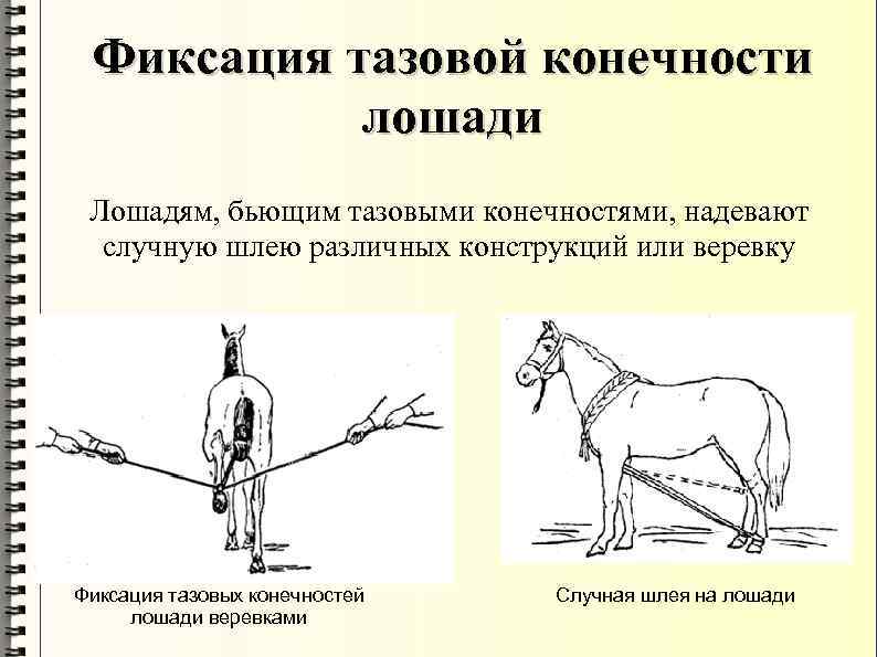 Фиксация тазовой конечности лошади Лошадям, бьющим тазовыми конечностями, надевают случную шлею различных конструкций или