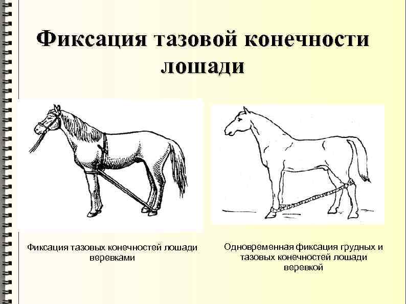 Фиксация тазовой конечности лошади Фиксация тазовых конечностей лошади веревками Одновременная фиксация грудных и тазовых