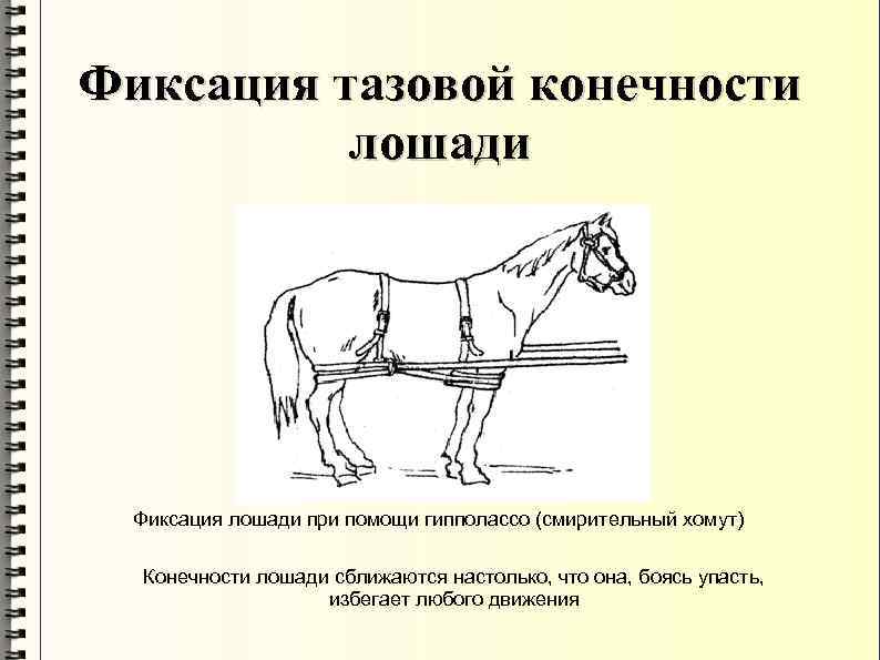 Фиксация тазовой конечности лошади Фиксация лошади при помощи гипполассо (смирительный хомут) Конечности лошади сближаются
