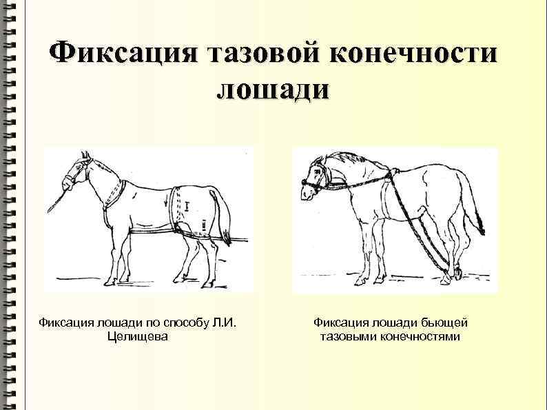 Фиксация тазовой конечности лошади Фиксация лошади по способу Л. И. Целищева Фиксация лошади бьющей