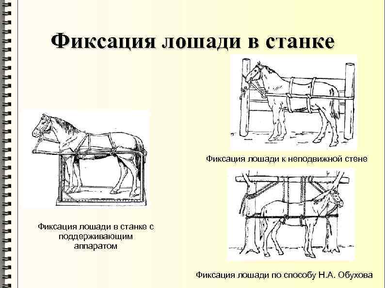 Фиксация лошади в станке Фиксация лошади к неподвижной стене Фиксация лошади в станке с