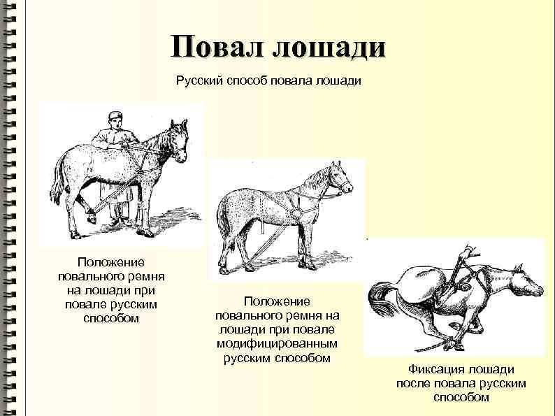 Повал лошади Русский способ повала лошади Положение повального ремня на лошади при повале русским