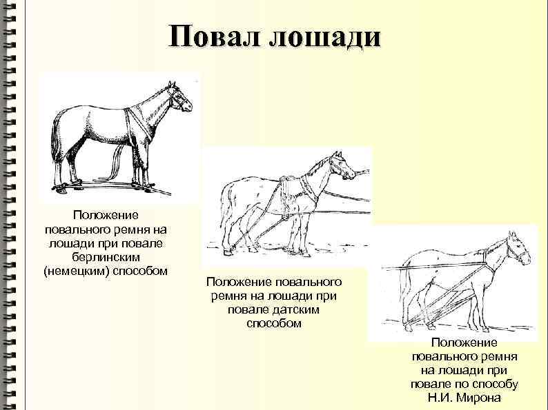 Повал лошади Положение повального ремня на лошади при повале берлинским (немецким) способом Положение повального
