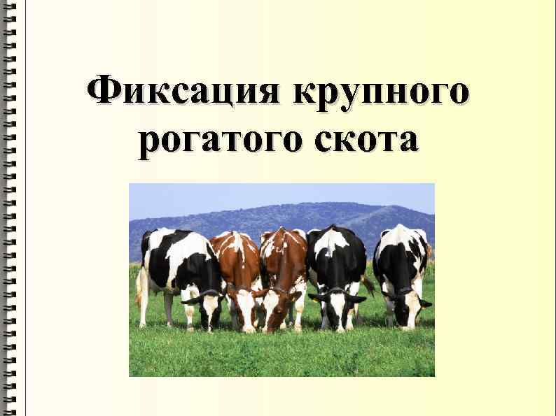 Фиксация крупного рогатого скота 