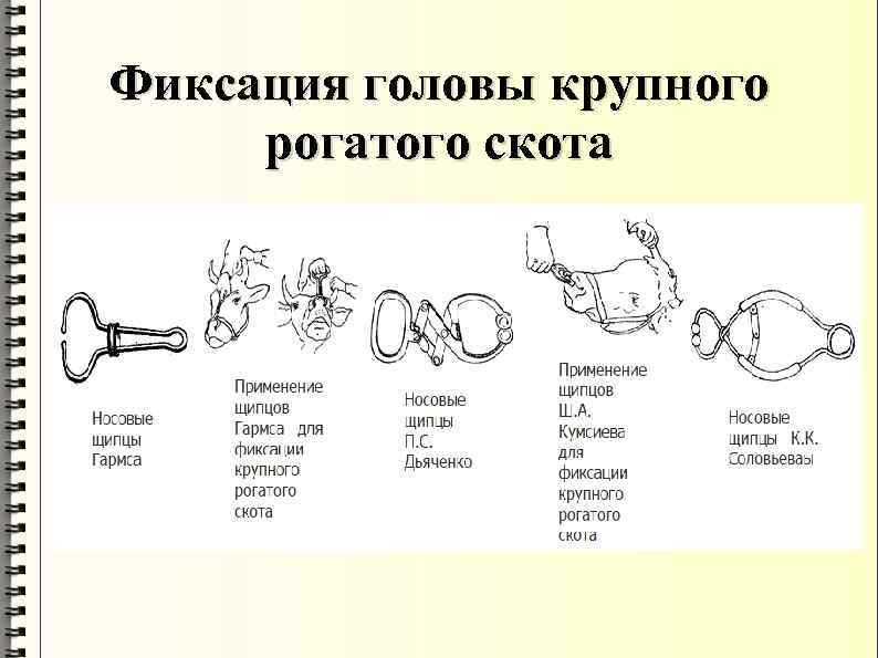 Фиксация головы крупного рогатого скота 