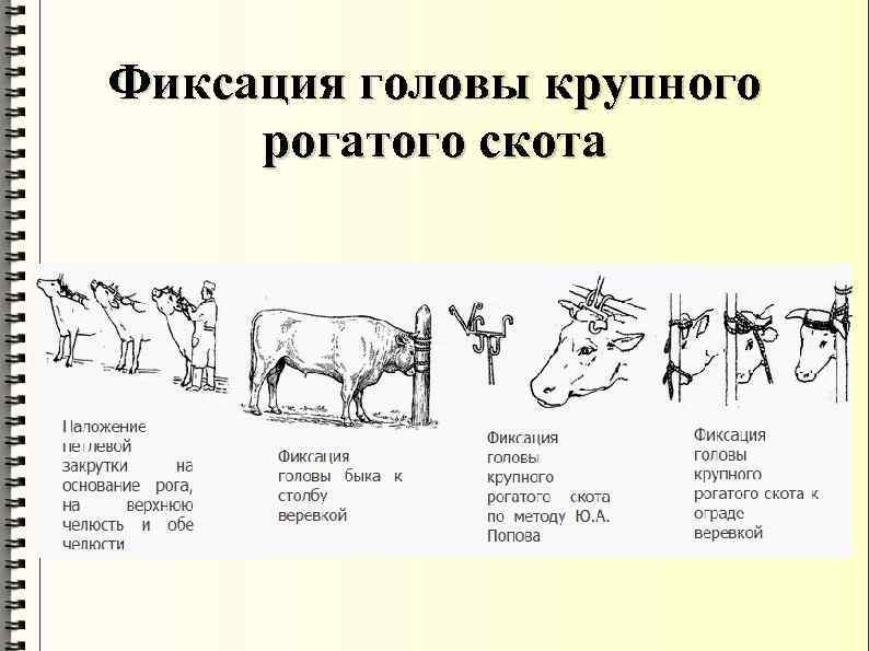 Фиксация головы крупного рогатого скота 