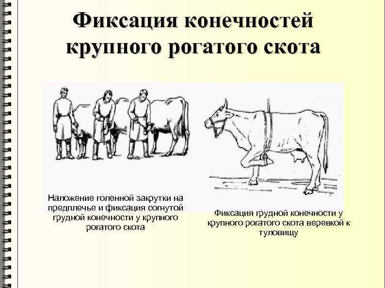 Фиксация конечностей крупного рогатого скота Наложение голенной закрутки на предплечье и фиксация согнутой грудной