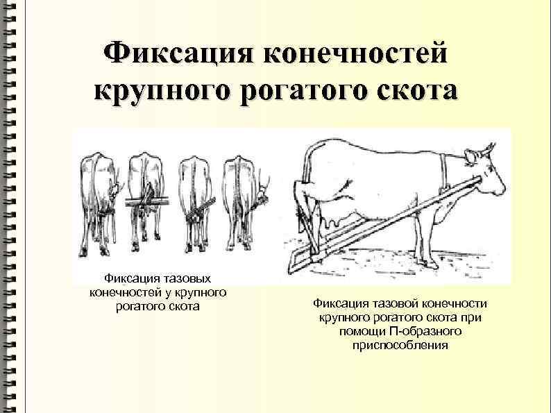 Фиксация конечностей крупного рогатого скота Фиксация тазовых конечностей у крупного рогатого скота Фиксация тазовой