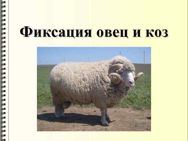 Фиксация овец и коз 