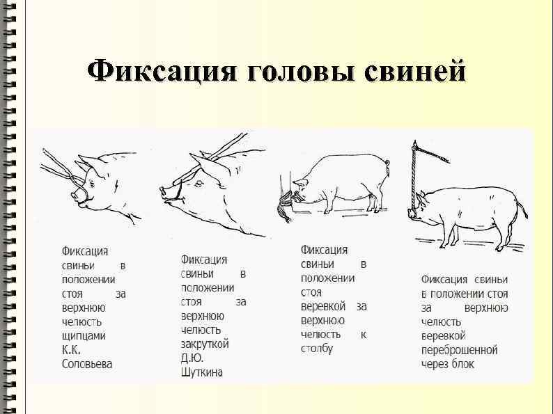 Фиксация головы свиней 
