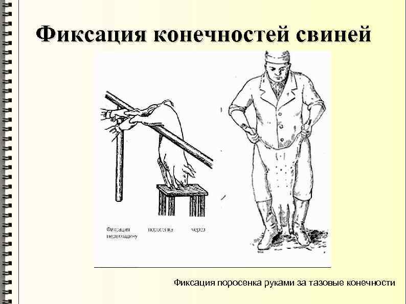 Фиксация конечностей свиней Фиксация поросенка руками за тазовые конечности 