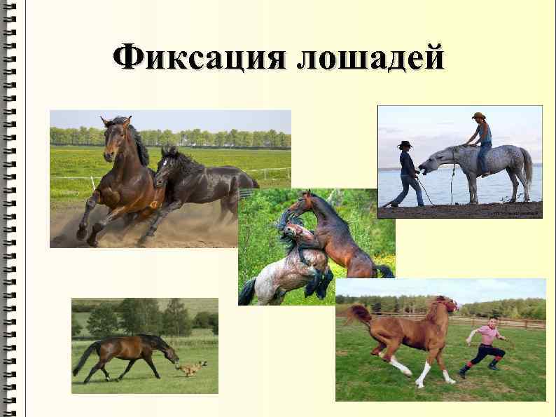 Фиксация лошадей 