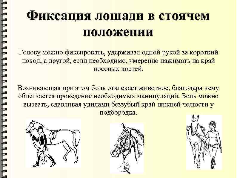 Фиксация лошади в стоячем положении Голову можно фиксировать, удерживая одной рукой за короткий повод,