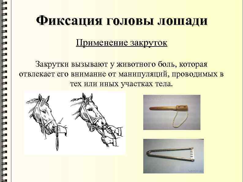 Фиксация головы лошади Применение закруток Закрутки вызывают у животного боль, которая отвлекает его внимание