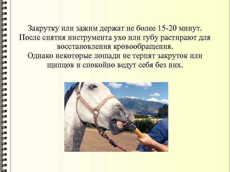 Закрутку или зажим держат не более 15 -20 минут. После снятия инструмента ухо или