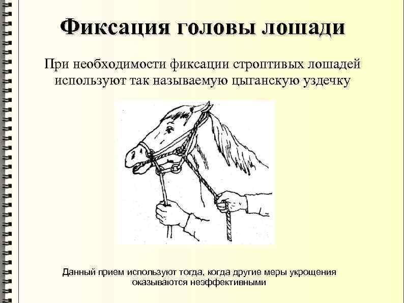 Фиксация головы лошади При необходимости фиксации строптивых лошадей используют так называемую цыганскую уздечку Данный