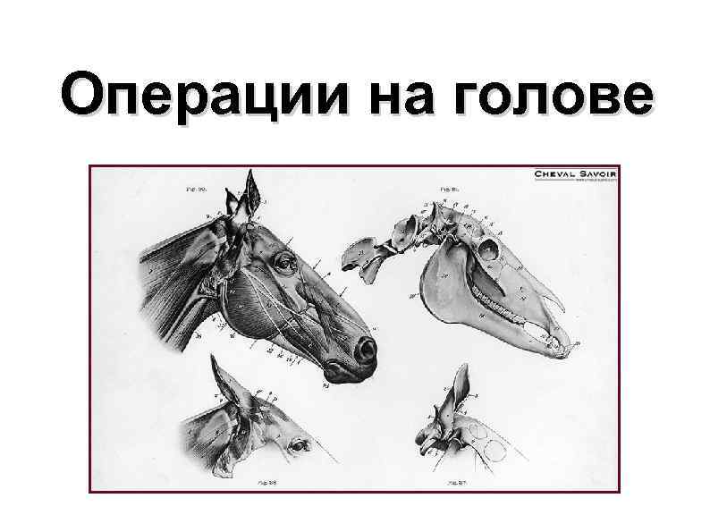 Операции на голове 