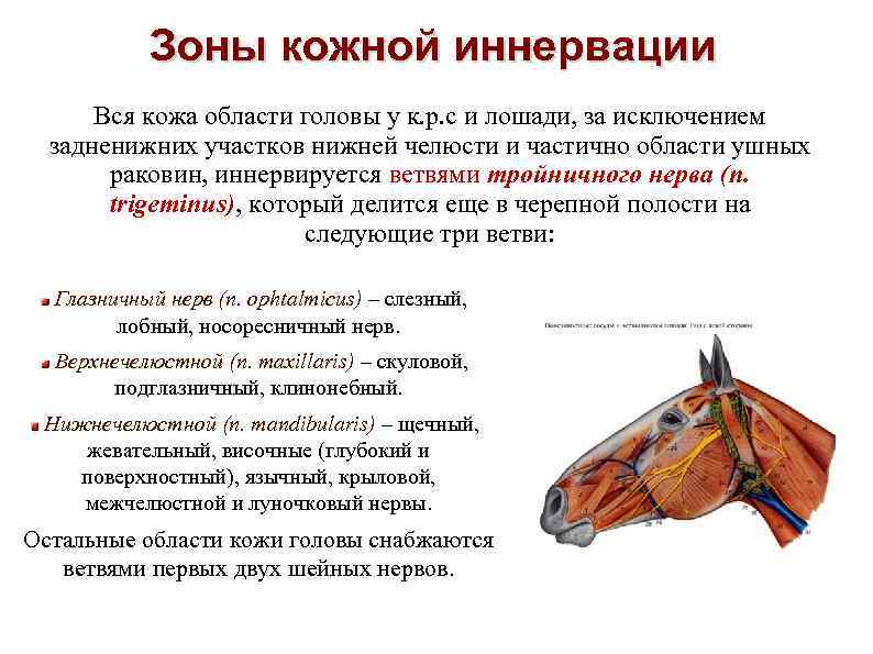 Зоны кожной иннервации Вся кожа области головы у к. р. с и лошади, за