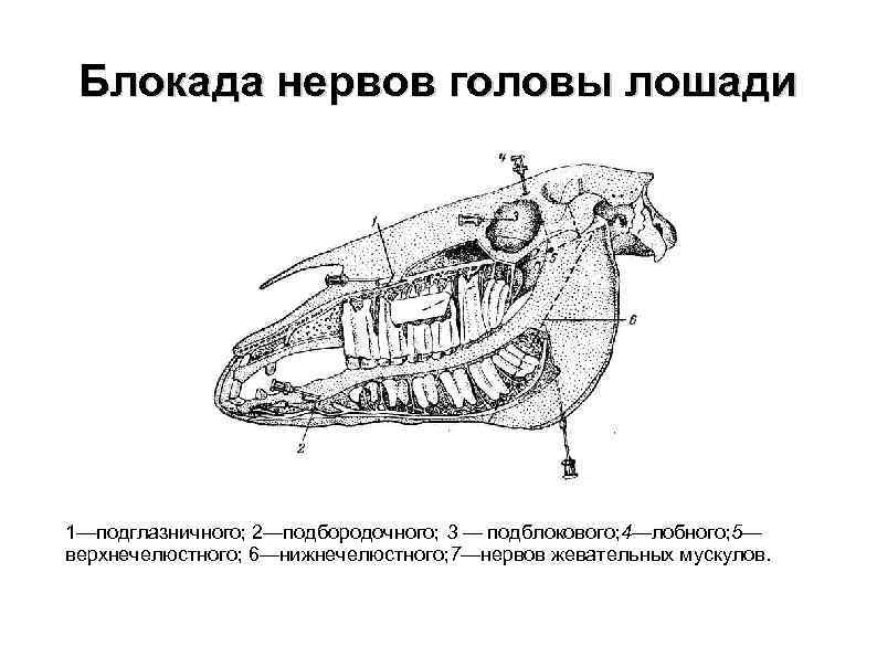 Блокада нервов головы лошади 1—подглазничного; 2—подбородочного; 3 — подблокового; 4—лобного; 5— верхнечелюстного; 6—нижнечелюстного; 7—нервов