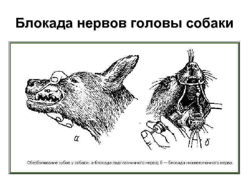 Блокада нервов головы собаки 
