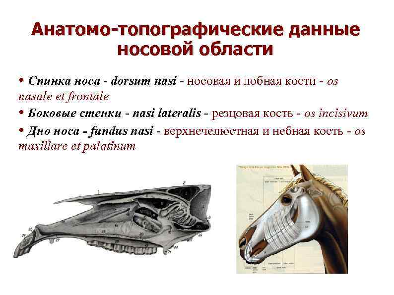 Анатомо-топографические данные носовой области • Спинка носа - dorsum nasi - носовая и лобная