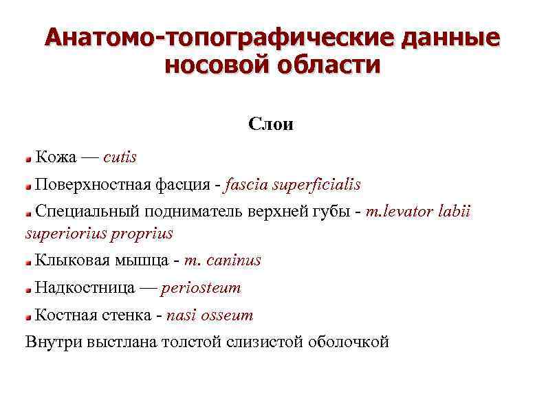 Анатомо-топографические данные носовой области Слои Кожа — cutis Поверхностная фасция - fascia superficialis Специальный