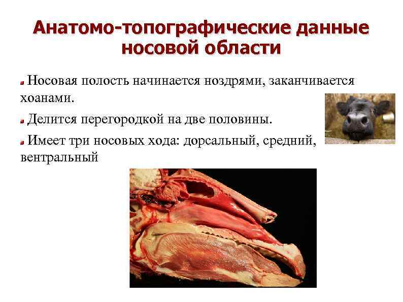 Анатомо-топографические данные носовой области Носовая полость начинается ноздрями, заканчивается хоанами. Делится перегородкой на две