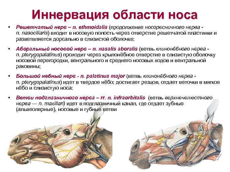 Иннервация области носа • Решетчатый нерв – n. ethmoidalis (продолжение носоресничного нерва n. nasociliaris)