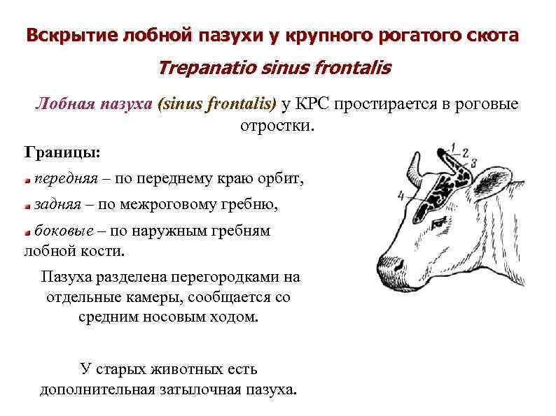 Вскрытие лобной пазухи у крупного рогатого скота Trepanatio sinus frontalis Лобная пазуха (sinus frontalis)