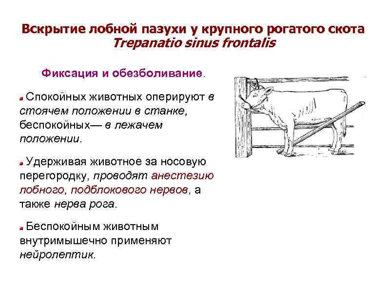 Вскрытие лобной пазухи у крупного рогатого скота Trepanatio sinus frontalis Фиксация и обезболивание. Спокойных