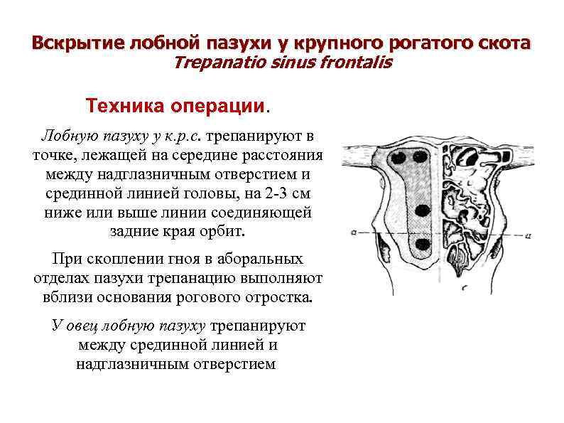 Вскрытие лобной пазухи у крупного рогатого скота Trepanatio sinus frontalis Техника операции. Лобную пазуху