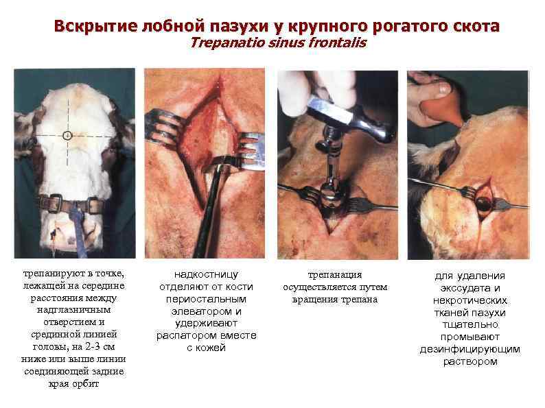 Вскрытие лобной пазухи у крупного рогатого скота Trepanatio sinus frontalis трепанируют в точке, лежащей