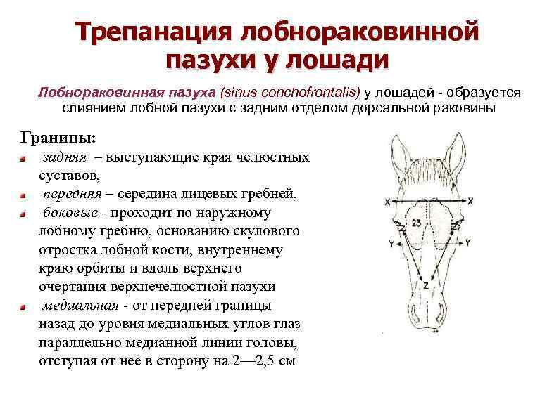 Трепанация лобнораковинной пазухи у лошади Лобнораковинная пазуха (sinus conchofrontalis) у лошадей образуется слиянием лобной