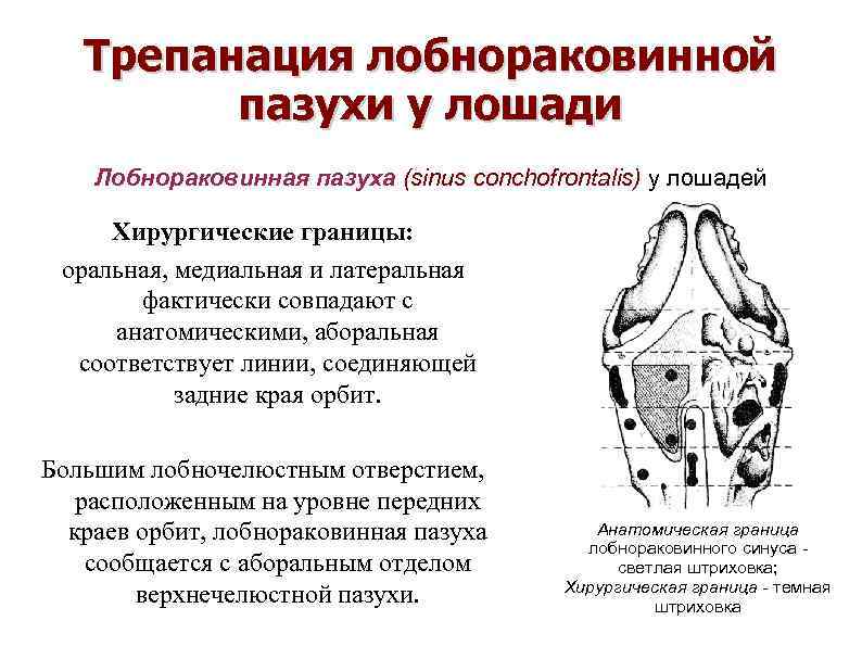 Трепанация лобнораковинной пазухи у лошади Лобнораковинная пазуха (sinus conchofrontalis) у лошадей Хирургические границы: оральная,