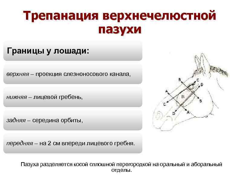 Трепанация верхнечелюстной пазухи Границы у лошади: верхняя – проекция слезноносового канала, нижняя – лицевой