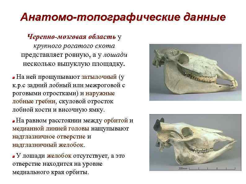 Анатомо-топографические данные Черепно-мозговая область у крупного рогатого скота представляет ровную, а у лошади несколько