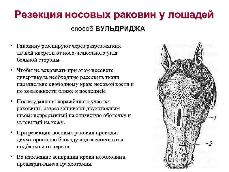 Резекция носовых раковин у лошадей способ ВУЛЬДРИДЖА • Раковину резецируют через разрез мягких тканей